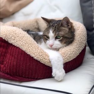 Meet your Posher, Brigid